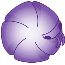 Roly Poly